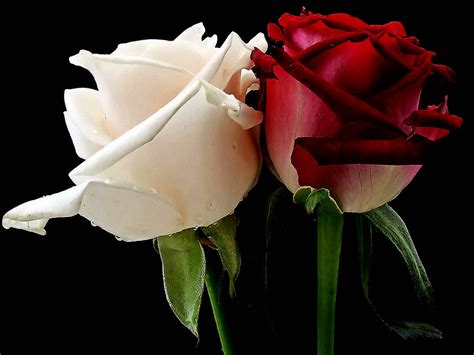 Check out the beautiful flower pictures at incredible snaps. Flower Photos: Rose in Love