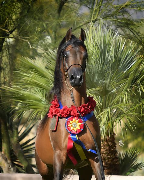 Delacroixx The Arabian Breeders World Cup Arabian Horse Show In