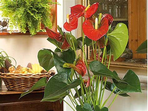 5 plantes d'intérieur fleuries faciles
