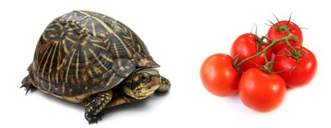 Le tartarughe di terra, quindi, non hanno una complessa alimentazione ma è bene, però, evitare alcuni cibi che per loro possono essere nocivi. Gabbia Per Tartarughe Di Terra - home accessories
