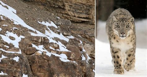 Can You Spot The Snow Leopards In These Photos Petapixel