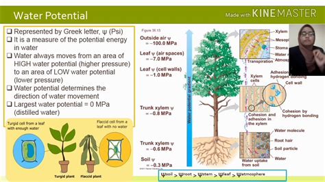 Role Of Water Potential Plant Transport Youtube