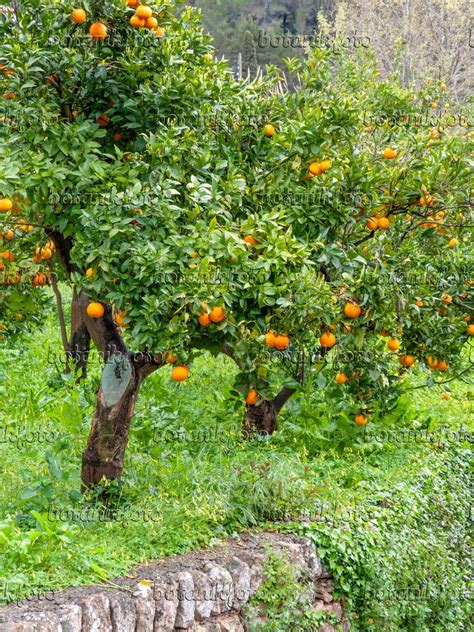 Images Citrus Trees Images Of Plants And Gardens Botanikfoto