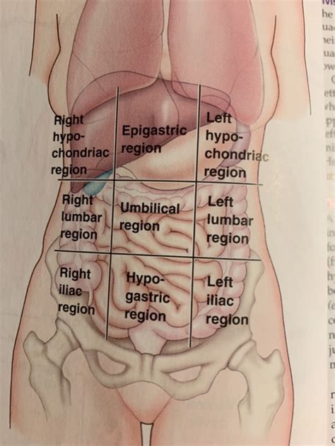 Epigastric Region Organs