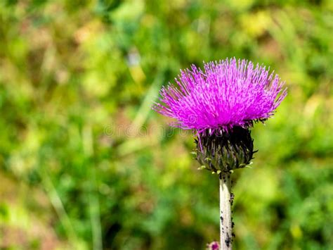 Common Thistle Flowers In The Garden Stock Photo Image Of Thistle