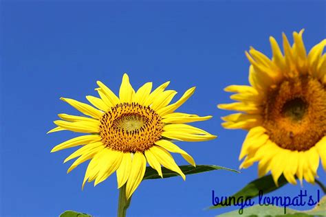 Bunga matahari merupakan tanaman khas, dengan kepala bunga besar serta berwarna kuning cerah. Bunga Lompat Indonesian Muslimah Blogger May 2017