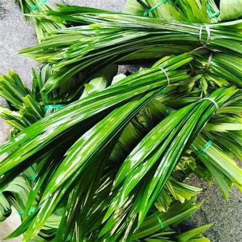 Green Pandanus Leaves Pandan Leaf At Best Price In Kundapura Shishir