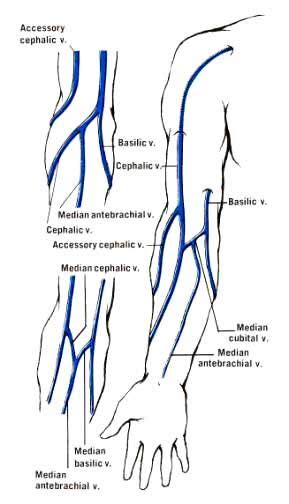 Diagram Of Veins In Arm For Phlebotomy Wiring Diagram Pictures