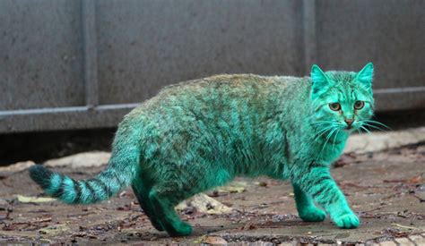 Emerald Green Cat Haunts Bulgarias Black Sea Coast Huffpost Uk