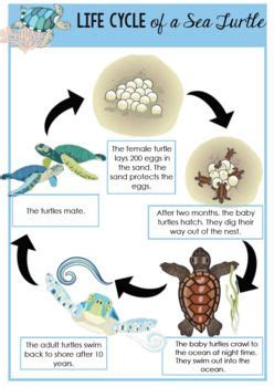 Free Life Cycle Of A Sea Turtle Life Cycles Sea Turtle Turtle