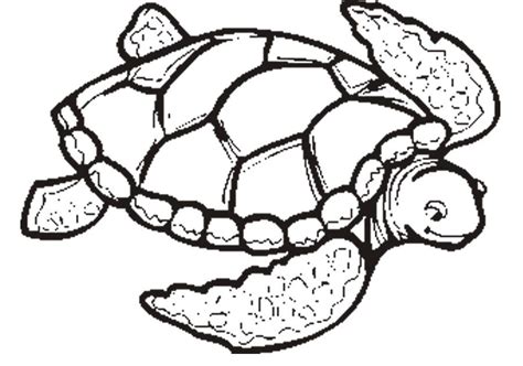 Turtle Page For Kids And For Adults Coloring Home