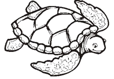 Or else, do online coloring directly from your tab, ipad or on our web feature for this giant green sea turtle coloring page. Turtle Math Coloring Pages - Coloring Home