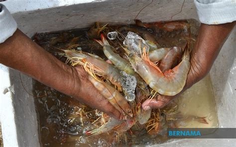 Bernama Local Shrimp Price Steady Over Last Six Months