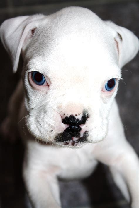 Find boxer puppies for sale and dogs for adoption. White boxer Puppy! (Fenway) By Ashley Lebel | Animales ...