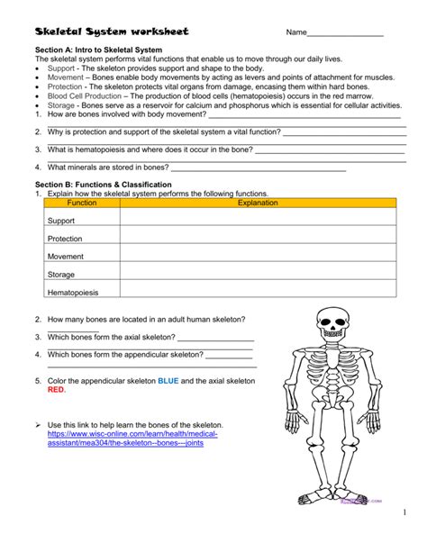 The Skeletal System Worksheet