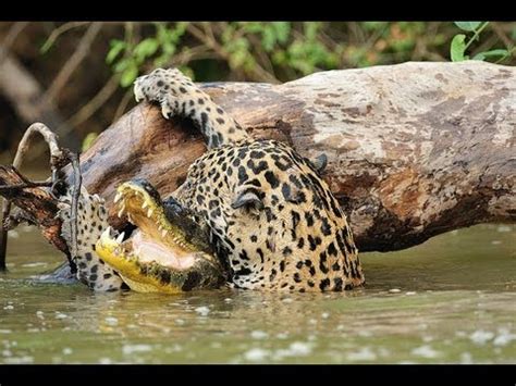 Jaguar Vs Crocodile - YouTube