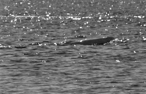 Churchill Scan—beluga Whale The Photonaturalist