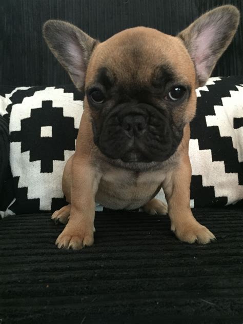 All of our french bulldogs are registered through the american kennel club (akc). French Bulldog Puppies For Sale | Denver Tech Center, CO ...