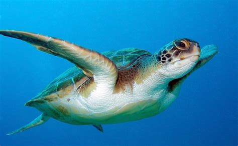 Loggerhead Turtle Best Western Plus Siesta Key Gateway Best Western Plus Siesta Key Gateway