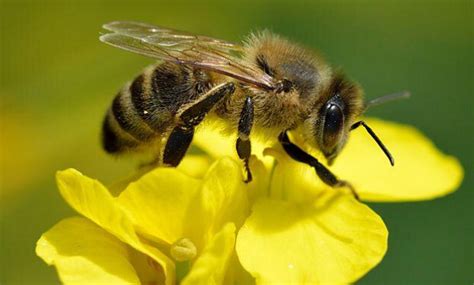 ¿por qué celebramos el 20 de mayo del día de las abejas? 20 de mayo - Día Mundial de las Abejas | Uruguay Educa
