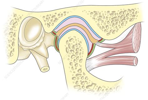 Compact bone is the outer layer and the spongy bone forms the inner layer. Cross-section of the jaw joint - Stock Image C019/1488 ...