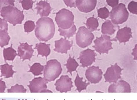 Figure 5 3 From Evaluation Of Cell Morphology And Introduction To