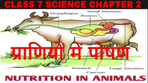 Class 7 Science Ncert Ch 2 Nutrition In Animals प्राणियों में पोषण