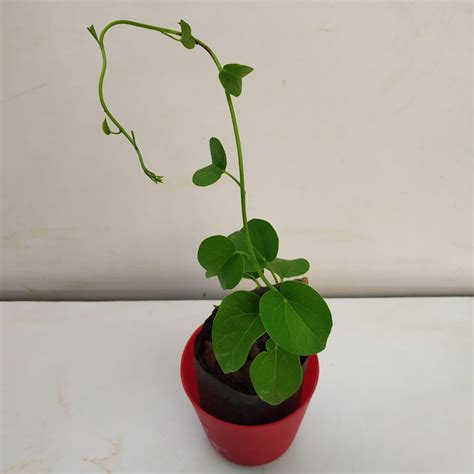 Tinospora Cordifolia Guduchi Giloy Gulvel Nurserybuy