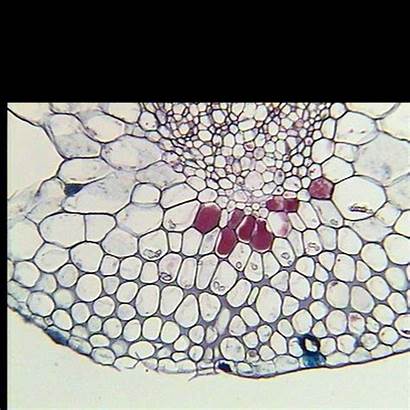Microscope Section Cell Under Gamberro Vida Cross