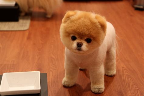 The Worlds Cutest Dog ~ Life News