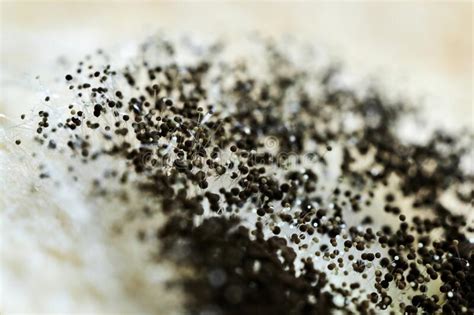 Detailed Macro Photo Of Black Mold Aspergillus Fumigatus Fungus Close