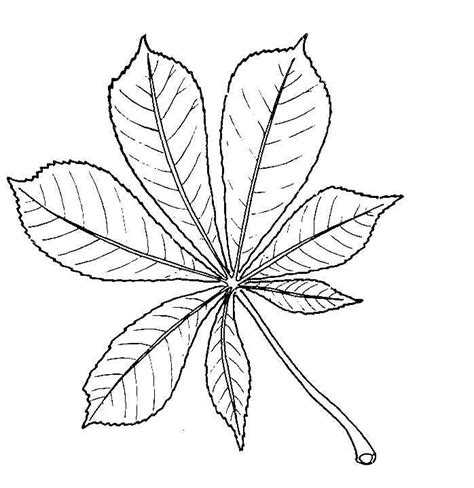 There are a number of products branded horse gifts and products. Drawing of Horse-chestnut Leaf | Kastanie blatt ...