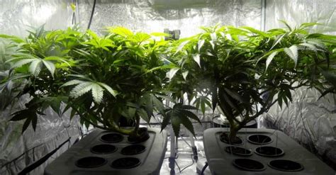 How To Grow Autoflowering Weed Step By Step Diy Guide