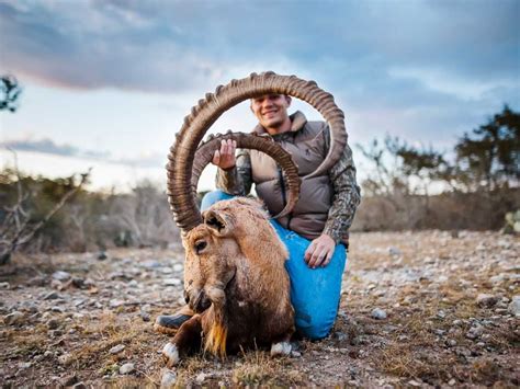 Ibex Hunting 60 Species Available For Hunt Ox Ranch Texas