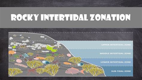 Rocky Intertidal Zones