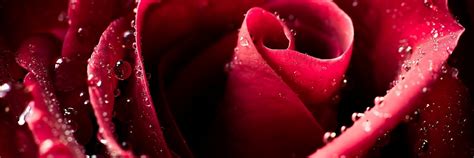 Red Roses Dew Drops Images Hd Hd Desktop Wallpapers 4k Hd