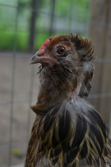 Roosters may become a bit rowdier than hens, as well as be more vocal. Our Neck of the Woods: Feathered Friend Friday: Rough Roosters