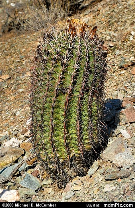 Arizona is the sixth largest state in the country in terms of area. Barrel Cactus Picture 026 - December 20, 2008 from San Tan ...