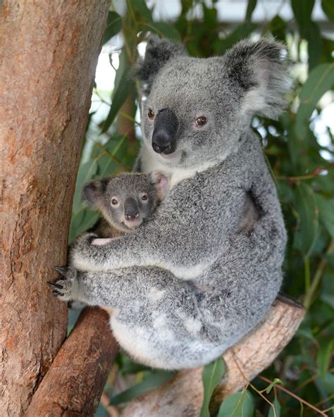 Baby Koala Refuses To Let Go During Moms Surgery Photos Success