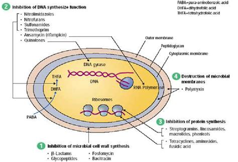 Mechanism of action of antibiotics. | Download Scientific ...