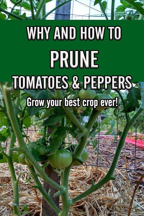 Tomatoes Growing In The Ground With Text Overlay That Reads Why And