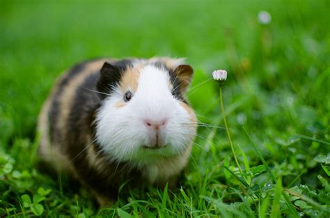 Can Guinea Pigs Live Outside Safety And Tips Guinea Pig Hub