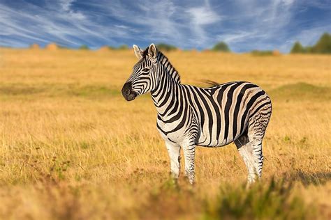 How Many Types Of Zebras Are There Worldatlas