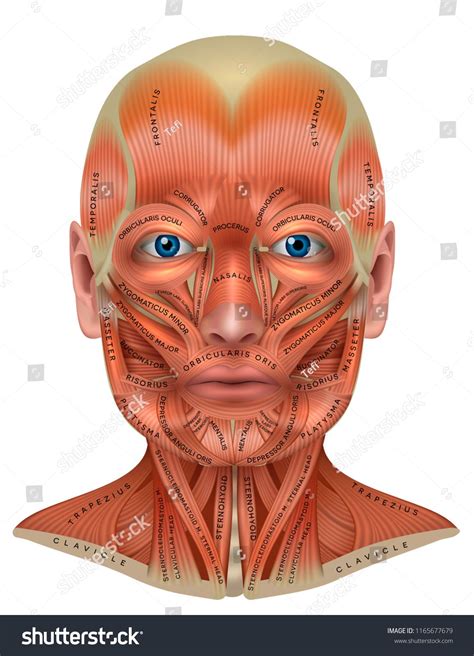 Muscles Of The Face Facial Muscles Head Muscles Facial Anatomy