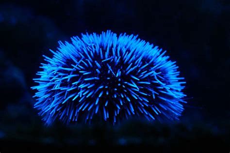 Sea Urchin Beautiful Sea Creatures Ocean Creatures Deep Sea Creatures