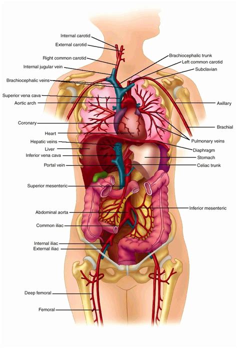 The brain lies in the skull or head. Organ Map Human Body - koibana.info | Human body organs ...