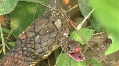 Stomach Churning Moment King Cobra Snacks On A Smaller Snake Swallows