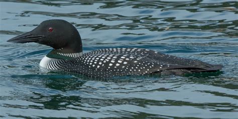 Common Loon Wings Over Skagit