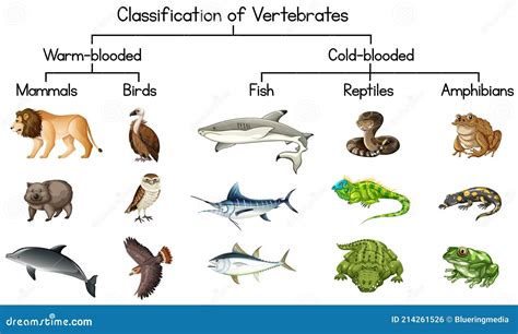 Classification Of Vertebrates Animals. Mammals, Birds, Reptiles