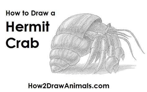 How To Draw A Hermit Crab